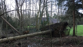 Stormschade? Bomen omgewaaid?