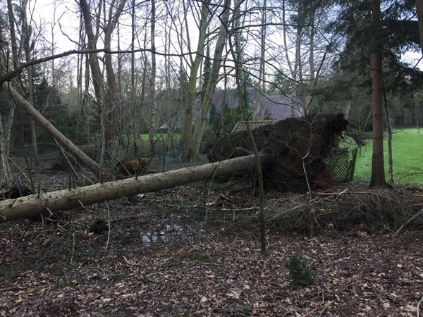 Stormschade? Bomen omgewaaid?